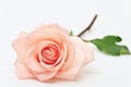 Single beauty flower rose gold color blossom with heart shape isolated