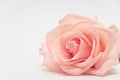 Single beauty flower rose gold color blossom with heart shape on white background