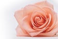 Single beauty flower rose gold color blossom with heart shape on white background