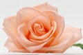 Single beauty flower rose gold color blossom with heart shape on white background