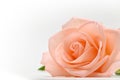 Single beauty flower rose gold color blossom with heart shape on white background