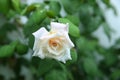 Head of white rose with dew drops . single beauty flower white rose gold color blossom  on green background . Royalty Free Stock Photo