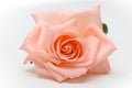 Single beauty orange rose flower blossom bud on white background