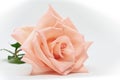 Single beauty orange rose flower blossom bud on white background