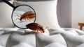 A single bed bug is visible on the surface of a mattress Royalty Free Stock Photo