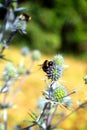 Single bee on a thistle with yellow green background Royalty Free Stock Photo