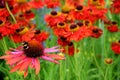 Single bee finds a mass of brightly coloured echinacea and helenium flowers