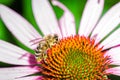 single bee on a flower/bee pollinates summer echinacea purpurea Royalty Free Stock Photo