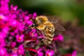 A single bee looking for nectar on a purple flower - macro shot, close-up Royalty Free Stock Photo