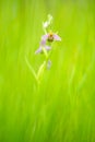 Ophrys apifera Bee orchid in grass meadow Royalty Free Stock Photo