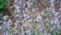 A Single Bee Pollinating Purple Flowers