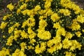 Single bee pollinating yellow flowers of Chrysanthemums in November