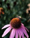 A single bee on a purple coneflower Royalty Free Stock Photo