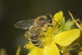 Single bee on yellow flower Royalty Free Stock Photo