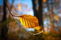 Single Beech Leaf in Autumn