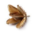 Single beech nut on white background