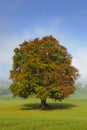 Single beech tree Royalty Free Stock Photo