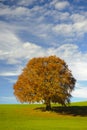 Single beech tree at fall Royalty Free Stock Photo