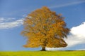 Single beech tree at fall Royalty Free Stock Photo