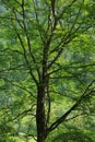 Single beech tree foliage with green leafs in the summer