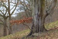 A single beech tree on a gloomy winter day.