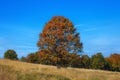 Single beech tree in meadow at autumn Royalty Free Stock Photo