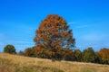 Single beech tree in meadow at autumn