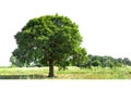 Single beech tree in summer,