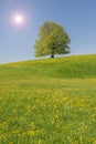 Single beech tree with sun on clear sky