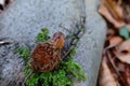 single beechnut on a tree trunk detail