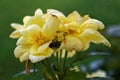 A beetle inside a yellow flower