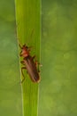 Beetle Rhagonycha fulva Royalty Free Stock Photo