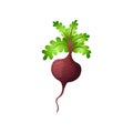 Single beetroot with haulm isolated on white background Royalty Free Stock Photo