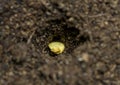 Single bell pepper seed Capsicum annuum in the soil. Sweet pepper seed in the container ready to start grow