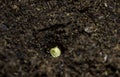 Single bell pepper seed Capsicum annuum in the soil. Sweet pepper seed in the container ready to start grow
