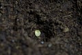 Single bell pepper seed Capsicum annuum in the soil. Sweet pepper seed in the container ready to start grow