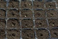 Single bell pepper seed Capsicum annuum in the soil. Sweet pepper seed in the container ready to start grow