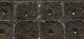Single bell pepper seed Capsicum annuum in the soil. Sweet pepper seed in the container ready to start grow
