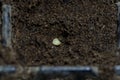 Single bell pepper seed Capsicum annuum in the soil. Sweet pepper seed in the container ready to start grow