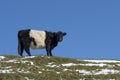 Single Belted Galloway Cow viewed from below Royalty Free Stock Photo