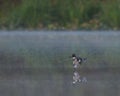 A single female Belted Kingfisher flying just above the water's surface on a foggy morning Royalty Free Stock Photo