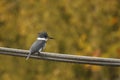 A single Belted Kingfisher perched on a cable with a green tree background Royalty Free Stock Photo