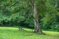 Bench under a shade tree