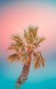 Single bending palm tree on gradient toned teal blue coral pink background. Funky surrealistic. Pastel Colors. Beach vacation Royalty Free Stock Photo