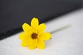 Single bidens ferulifolia flower Royalty Free Stock Photo