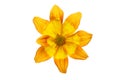 Single bidens flower Royalty Free Stock Photo