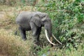 Single big african elephant, Ngorongoro Crater, Tanzania Royalty Free Stock Photo