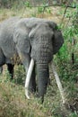 Single big african elephant, Ngorongoro Crater, Tanzania Royalty Free Stock Photo