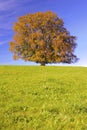 Single big beech tree at autumn