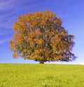 Single big beech tree at fall Royalty Free Stock Photo